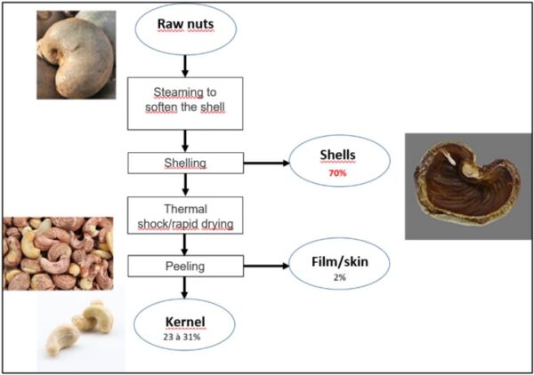 CASHEW ORGANIC FUMIGATION SYSTEM MEKONG-2024